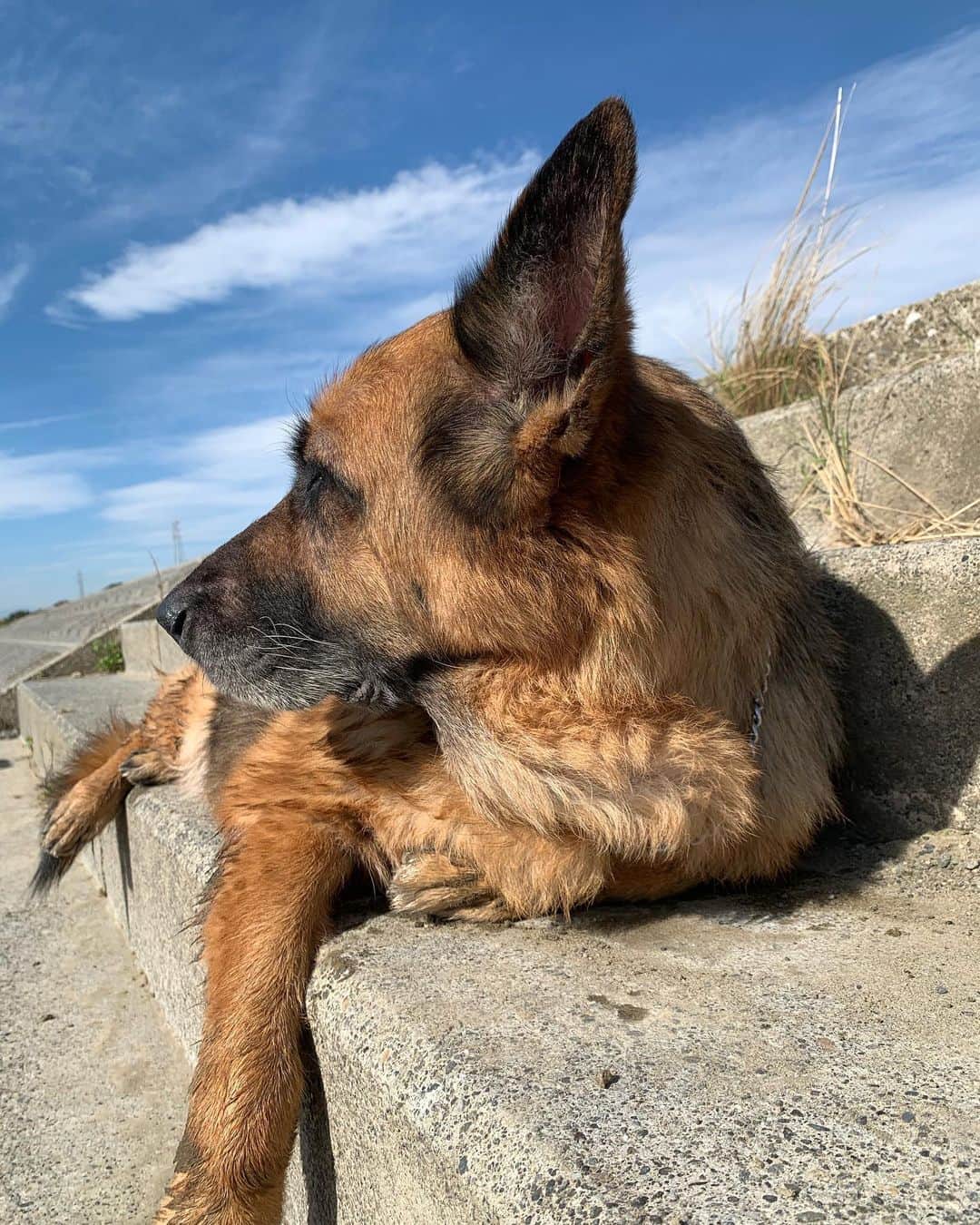 のインスタグラム：「My babe, Malibu. . . . . . . . #onelove #unconditionallove #unconditional  #love #happy #stunning #elegant #photooftheday #malibu #baby #germanshepherd #sexy #pose #pro #smile #grateful #protector #livelaughlove」
