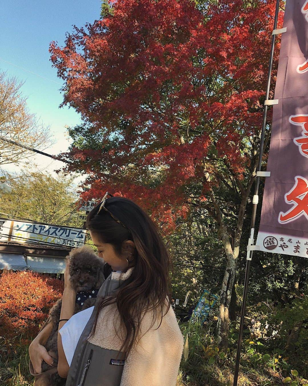 安田華乃さんのインスタグラム写真 - (安田華乃Instagram)「ここ紅葉綺麗だったな〜🍁 . ワンコをズームしてくださいな。 しっかりあたち、カメラ目線です🐶笑 . #トイプードル #いつまでも赤ちゃんぽい #ほんとはおばあちゃん  #愛犬 #モコ #デート  #高尾山  #紅葉  #お散歩 . . #mttakao #dayoff #autumn  #dog #love #f4f #followme」11月8日 17時37分 - nanochuuun_