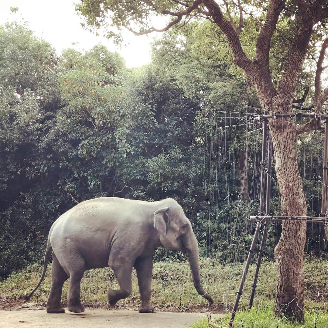 千葉あやさんのインスタグラム写真 - (千葉あやInstagram)「. 先日のズーラシアにて🐘✨💗 動物、自然に癒された1日だったなぁー。 . . . さてさて先日の話ですが、心が傷つく事がありまして、 忘れようと思いながらも、 ふとした時に思い出してしまい、モヤモヤしてしまっているわたしです。 . そして、こんな事書くもんぢゃないと思いながら、書いてしまっているたしです。 . . 人間関係って難しい。 まぁ人間『関係』ってゆう程、私はあまり深く関わっているつもりのない方なんですがね。爆 . 本人がどうゆう気持ちでそんな事を言ったのか、私が嫌いなのか何なのか。 . はたまた私が何かしてしまったのか何なのか。 . 後者に関しては、身に覚えがないので、 余計にモヤモヤしております。 . 全世界の人に好かれようなんて、そんな事は到底思っておりませんが、 陰でコソコソぢゃなく、直接言ってほしいなぁと思います。 . 何か気に触る事をしてたなら謝りたいし。 陰で言われると、何もできません。 . 陰口って良くないですね。(子供にもそう教えています) 必ずいつかは本人の耳に入ると思うし、 下手したら自分に返ってくると思っています。 . 大人になったって悩みは尽きないよね。 . . でも、信じたい人・信じてくれる人... そんな人達と一緒にいたいものです。 . . 教訓としては「あまり人をすぐに信用しない」でした。 . 聞いてくれてありがとうございました。 モヤついてごめんなさい。 . . 今夜は芋焼酎ナイト。 . . #出た #訳わからない文章 #分かる方だけで結構です」11月8日 17時39分 - aya_sakaya56