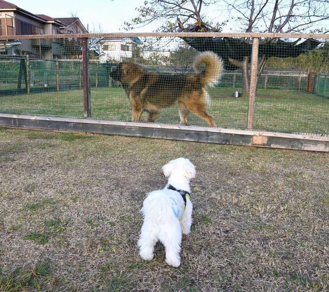 小野真弓さんのインスタグラム写真 - (小野真弓Instagram)「大好きなzizi散歩🐶🐶🙋‍♀️✨ 空気がひんやりしてて気持ちが良かったです🍂( ´ ▽ ` )ひろーいお庭✨ここだとハナちゃんが走る💨 ハルくんは何処でも走る💨💨 #チワワ#ハナちゃん #チワマル#ハルくん#散歩命 #いぬすたぐらむ #いぬばか部 #喫茶zizi #千葉県#君津市#chihuahua #maltese #mixdog #doglover #dogstagram #レオンベルガー ど迫力のレオンベルガーの看板犬ちゃん3頭にビビりまくりでした🦁🦁🦁✨特にハル😂」11月8日 19時12分 - hanaharuaroi