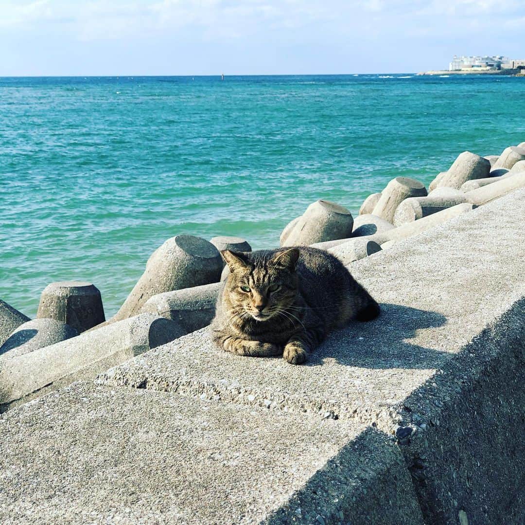 落合隼亮さんのインスタグラム写真 - (落合隼亮Instagram)「ウミネコ　海と猫　#cats #chilling #beach #ocean #okinawa」11月8日 19時15分 - ottieshun