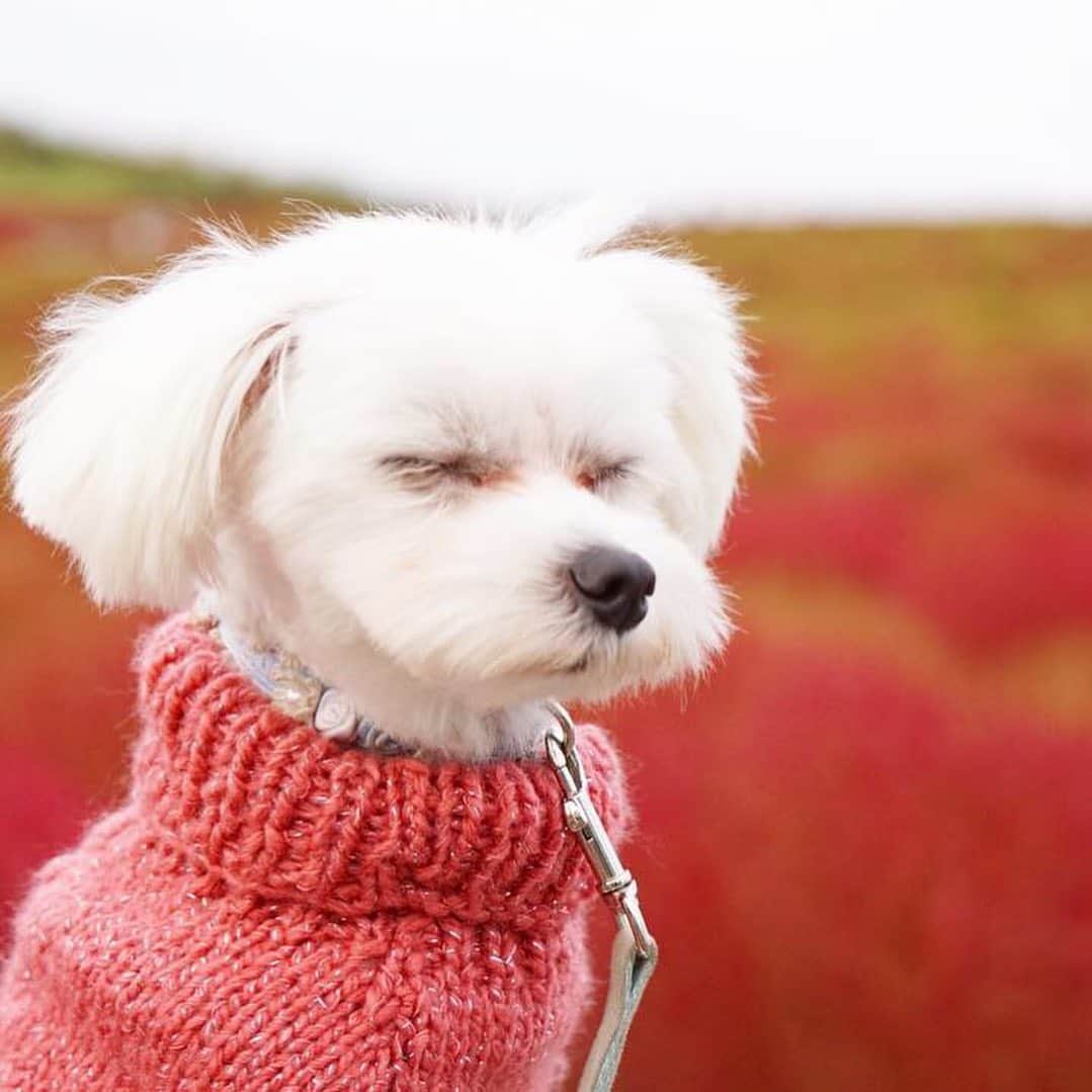 朝比奈南さんのインスタグラム写真 - (朝比奈南Instagram)「#秋　#autumn #犬　#dog #お散歩　#コキア　#日帰り旅行」11月8日 19時22分 - minami_asahina