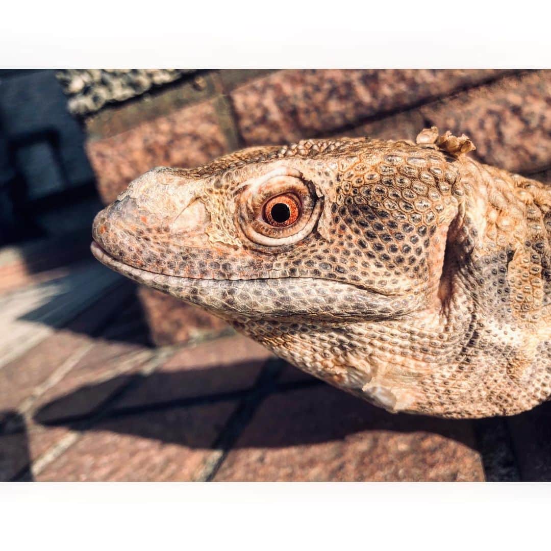 ツァオ・ヨウニン（曹佑寧）のインスタグラム：「從小就對這類生物特別著迷 有時還會坐在那，觀賞牠ㄧ兩個小時 問我為什麼？ 我也不知道因爲沒原因 反正就是吸引我😁 #草原巨蜥」