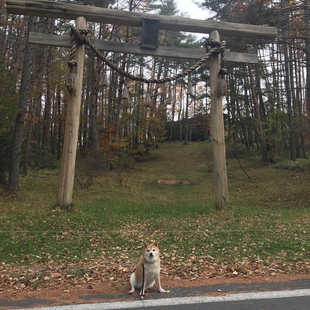 マル子さんのインスタグラム写真 - (マル子Instagram)「昨日から1泊2日で 「犬と編み物🧶の旅」 in 八ヶ岳に妙齢の女子5名で行ってきました。  結果:楽しかった〜  写真は一緒に行ったお友達にもらいました。  @shati3  @truck__market  @chicci_yuzu  @megumi_daifuku  ありがとう🐑🐏 #マル子 #デロリアンズ  #編み物が好き」11月8日 21時10分 - tomikago