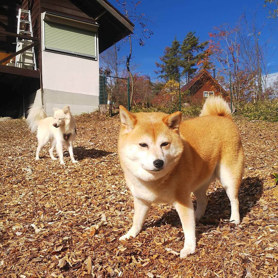マル子さんのインスタグラム写真 - (マル子Instagram)「昨日から1泊2日で 「犬と編み物🧶の旅」 in 八ヶ岳に妙齢の女子5名で行ってきました。  結果:楽しかった〜  写真は一緒に行ったお友達にもらいました。  @shati3  @truck__market  @chicci_yuzu  @megumi_daifuku  ありがとう🐑🐏 #マル子 #デロリアンズ  #編み物が好き」11月8日 21時10分 - tomikago
