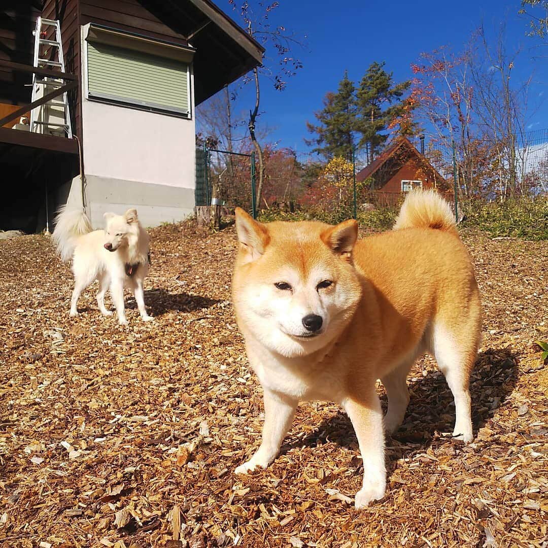 マル子のインスタグラム：「昨日から1泊2日で 「犬と編み物🧶の旅」 in 八ヶ岳に妙齢の女子5名で行ってきました。  結果:楽しかった〜  写真は一緒に行ったお友達にもらいました。  @shati3  @truck__market  @chicci_yuzu  @megumi_daifuku  ありがとう🐑🐏 #マル子 #デロリアンズ  #編み物が好き」
