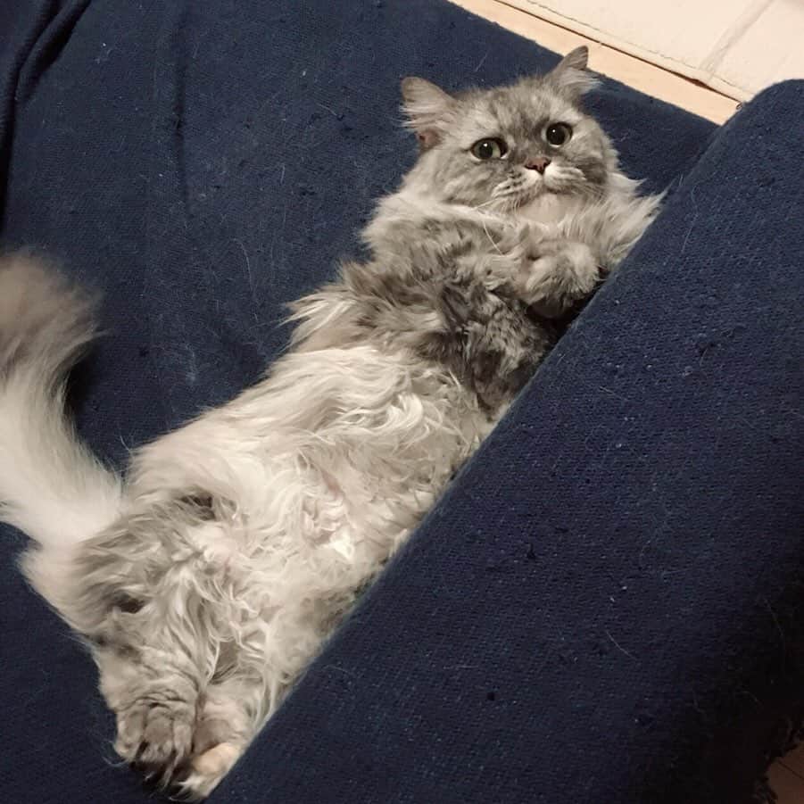 藤原ゆかのインスタグラム：「あごの白さを見せつけてくる猫💭 #munchkin」