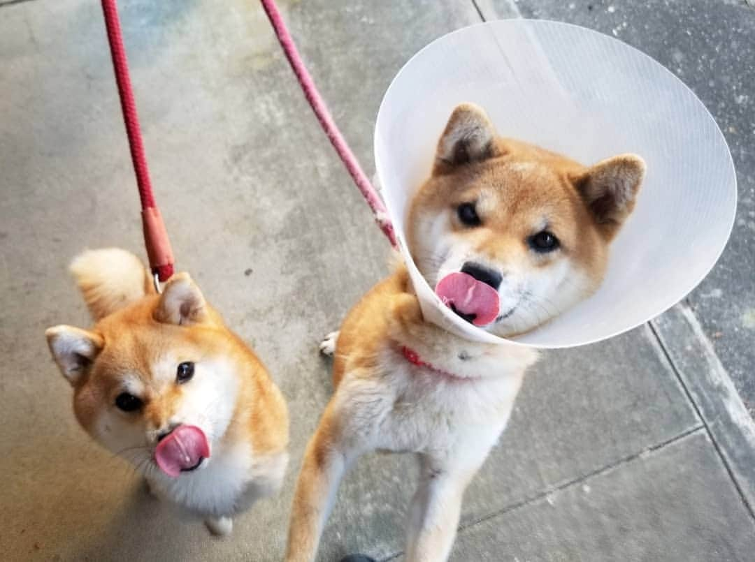 柴犬たま Shibainu Tamaさんのインスタグラム写真 - (柴犬たま Shibainu TamaInstagram)「久しぶりのたまミケ親子ツーショット👍 * Caption trans🇬🇧 I filmed Tama and Meekeh together after a long time👍 * #柴犬たま #たママ #たまーば #たま家族 #柴犬ミケ #ミケママ #仲良し親子 #親子シンクロ #舌ぺろ #避妊手術 #術後経過 #エリカラ #エリザベスカラー #パラボラアンテナ #えっへん #かなりひし形 #柴犬 #shiba #shibainu #shibastagram #犬 #dog #多頭飼い」11月8日 21時24分 - tama7653