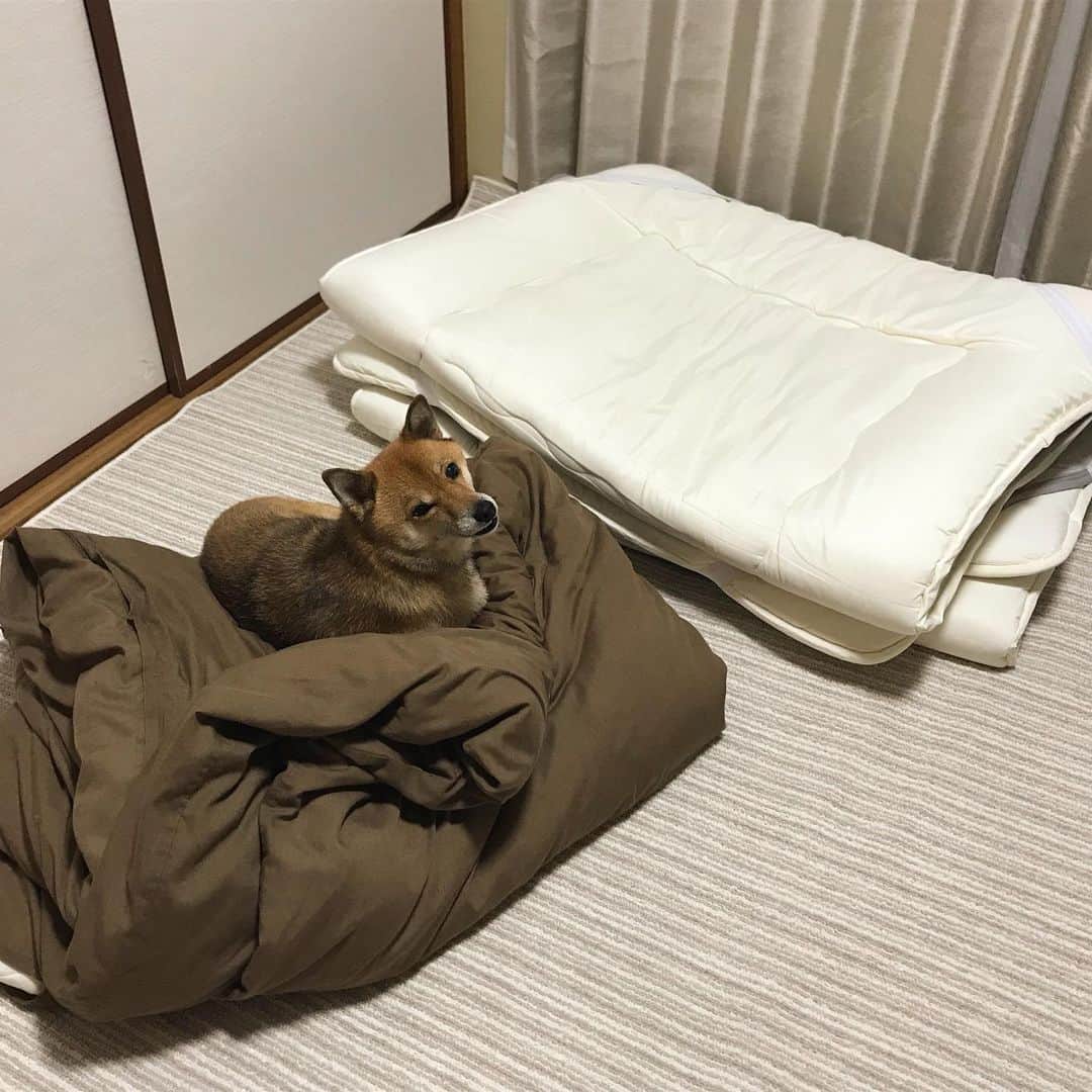 柴犬はなこ Shibainu Hanakoさんのインスタグラム写真 - (柴犬はなこ Shibainu HanakoInstagram)「Hide and seek👀 一瞬わからなかった〜😆 #shiba #shibainu #dog #犬 #柴犬」11月8日 22時10分 - kiki_beee