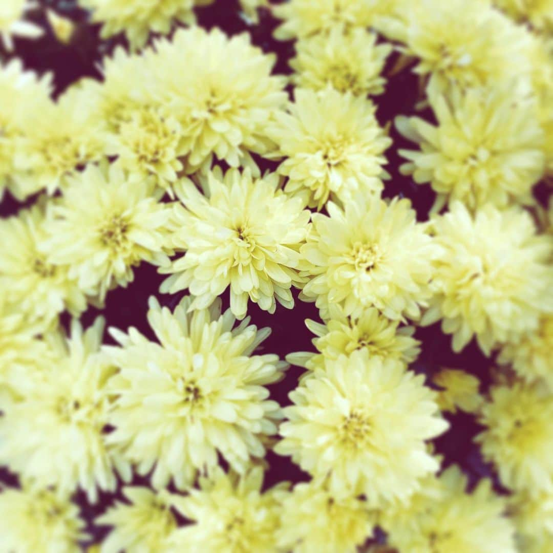 中野敬久さんのインスタグラム写真 - (中野敬久Instagram)「#flower #flowersoflife #yellow #blossom #weekend」11月9日 9時12分 - hirohisanakano