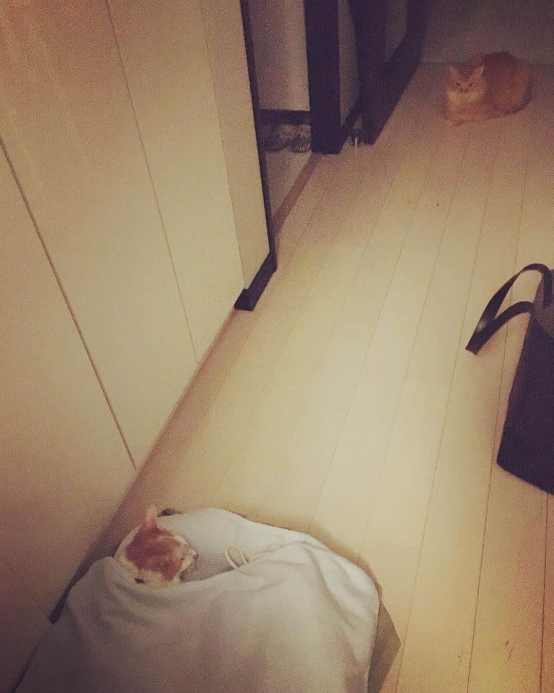 猫沢エミのインスタグラム