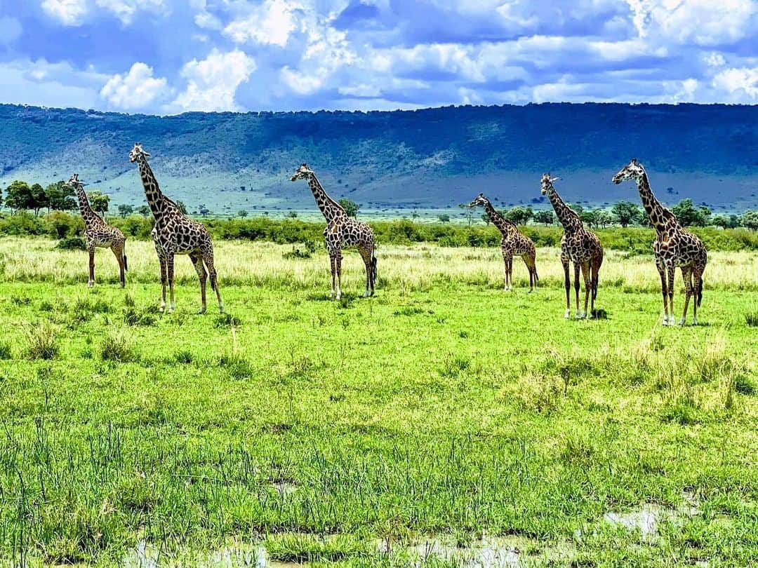 ジョルジュ・サンピエールさんのインスタグラム写真 - (ジョルジュ・サンピエールInstagram)「Big thanks to Patricia and our guide Daniel from Natural World Kenya Safaris for this amazing experience! www.naturaltoursandsafaris.com」11月9日 3時11分 - georgesstpierre