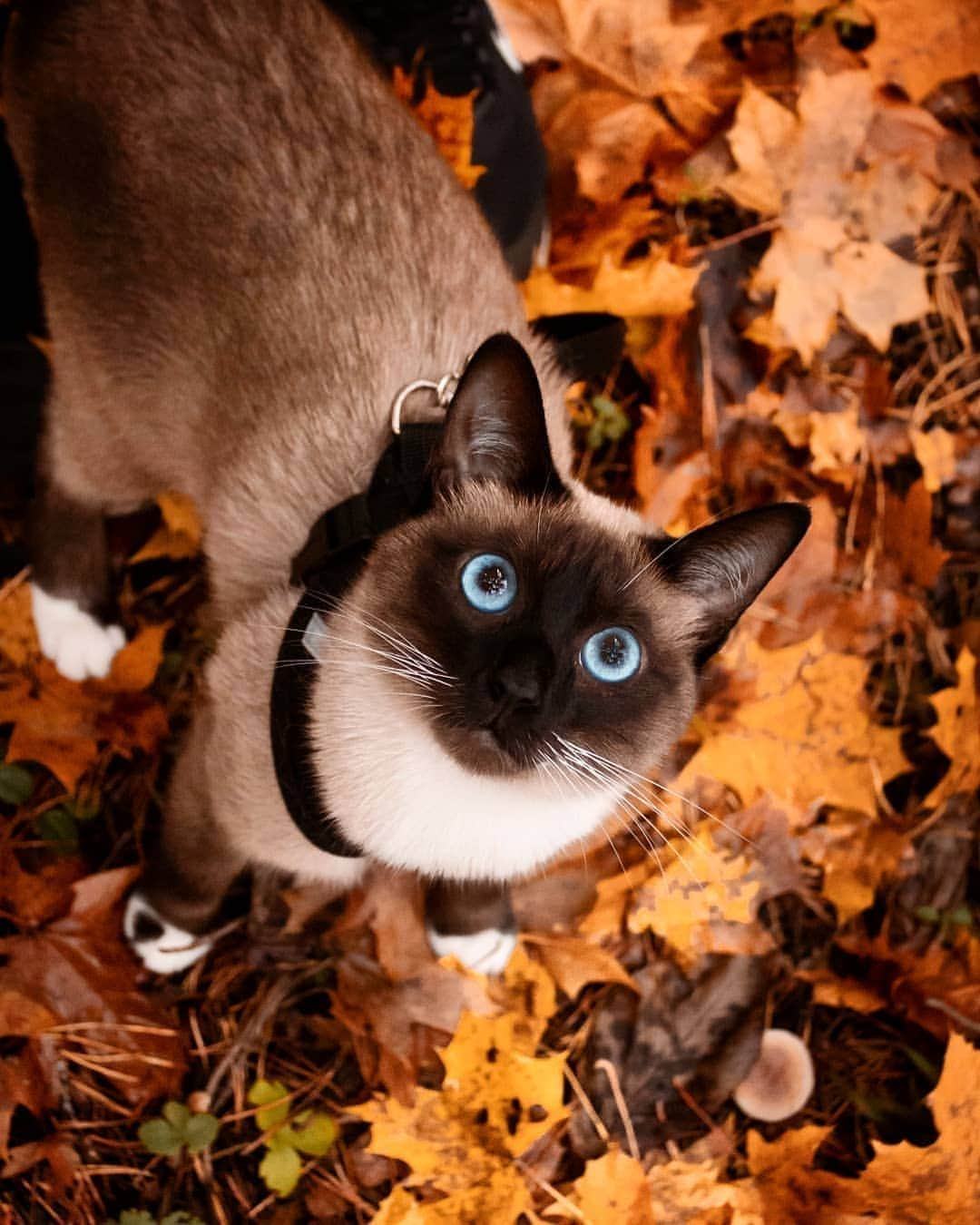 siamese_love_さんのインスタグラム写真 - (siamese_love_Instagram)「from @thecatsheila -  From the autumn to the ocean through my eyes 💙🍁 •••. #cat #猫#gattisiamesi #Siamesi#Siamese #siamcAt #siamesecatlovers #siamcatlovers #siamesemix #siamesekitten #siamesekitty #siamés #siamesecatoftheday #gatto #chat#siamesecatofinstagram #siamesecats#siamesecat #instasiamese#siamesebluepoint #gattosiamese #gatos#고양이 #kat#katze#kotka#köttur  #샴고양이 #샴 #シャム猫」11月9日 4時46分 - siamese_love_