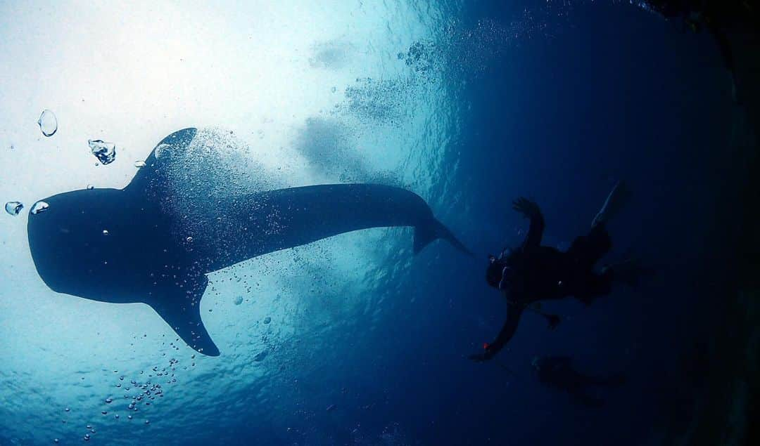 キム・ジフンさんのインスタグラム写真 - (キム・ジフンInstagram)「#whaleshark」11月9日 5時16分 - jiraishin99