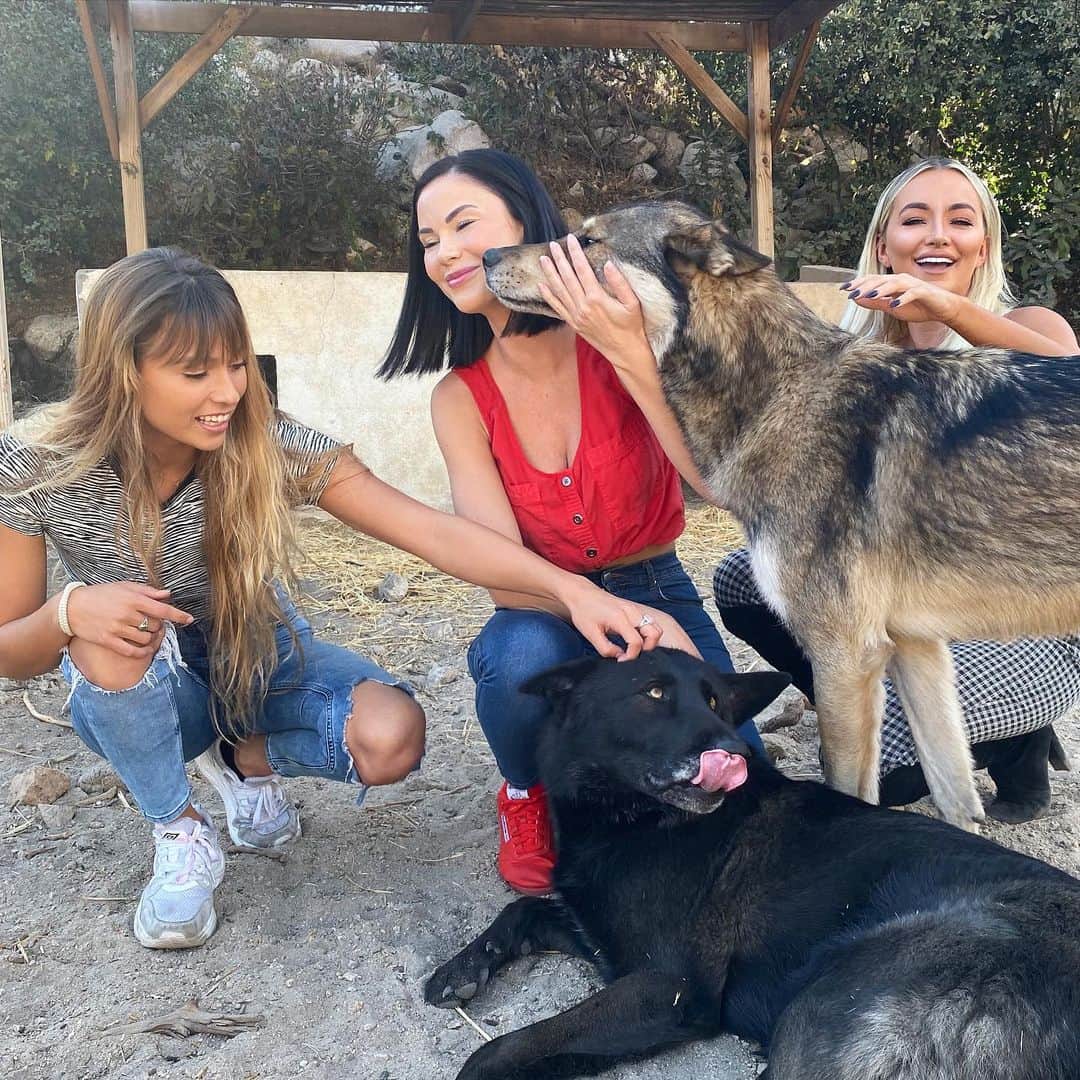 ジェイド・ニコルのインスタグラム：「Meeting some of the newest rescues at @wolfconnection 🐺 want to meet one of these amazing creatures? Now you can!! We are holding a fundraiser at @sugartaco Sunday December 15th 4-6pm where you can meet Luna the wolf dog!! You can get your tickets at the link in my bio. You can also buy raffle tickets to win a private tour for 4 people valued at over $1000!! ( you do not have to be at the even to win the raffle) 100% of the ticket price and raffle goes towards our goal of $5000 to sponsor Theo one of the new wolf rescues! #wolf #wolves #wolfrescue #wolfdog #wolfconservationcenter #wolfconnection #rescuelife #animallover」