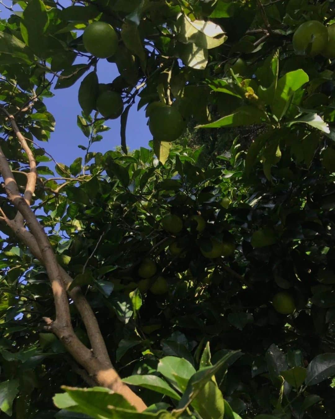 Sunshine Juiceさんのインスタグラム写真 - (Sunshine JuiceInstagram)「鹿児島県の肝付町にある自然農園よしださんから自然栽培で育った辺塚だいだい（ヘツカダイダイ）が届き始めました🍊🍊🍊 農薬や肥料を与えずに育てる鹿児島県特産の柑橘である辺塚だいだいは、マーケットに出荷する為には大きさの規格が厳しく、傷がついていては難しかったりするそうです。今回から少量ずつですが、見た目だけが理由でマーケットに出られないだいだいをよしだ農園さんから送っていただき、ジュースに使わせていただきます✌🏻季節の柑橘のブレンドに、酸味が特徴的な鹿児島県産のだいだいも混ざって、冬の柑橘シーズンがさらに豊かにおいしく多様になっていきますよ、お楽しみに！ we have started to receive this super special organic citrus called Dai Dai from Kagoshima. This specific kind is really strict to be in the market in terms of their sizes and outlook. the producer will be sending us those which can not be in the market because of the size and the look(scratch and colors). really refreshing and rich in taste, we will be using the Dai Dai whenever its available. come try out.🌞👍🌞👍 #stayjuicy #sunshinejuice #coldpressedjuice #cleanse #サンシャインジュース #コールドプレスジュース #クレンズ #辺塚だいだい #だいだい #でで #柑橘 #岸良 #鹿児島」11月9日 6時43分 - sunshinejuicetokyo