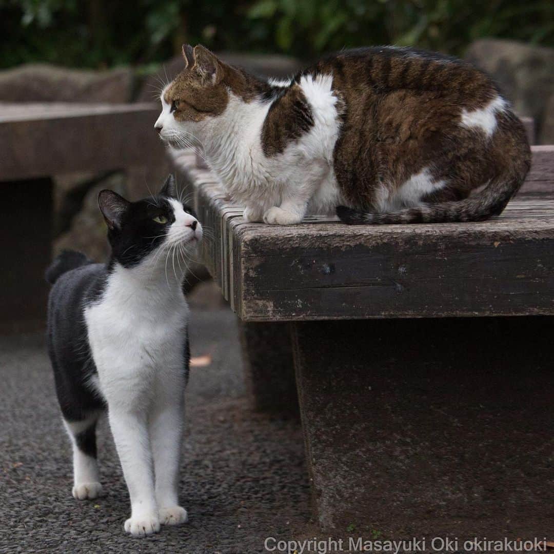 Masayukiさんのインスタグラム写真 - (MasayukiInstagram)「熱視線。  おはようございます。 Good morning from Tokyo Japan ☁️ #cat #ねこ」11月9日 7時49分 - okirakuoki