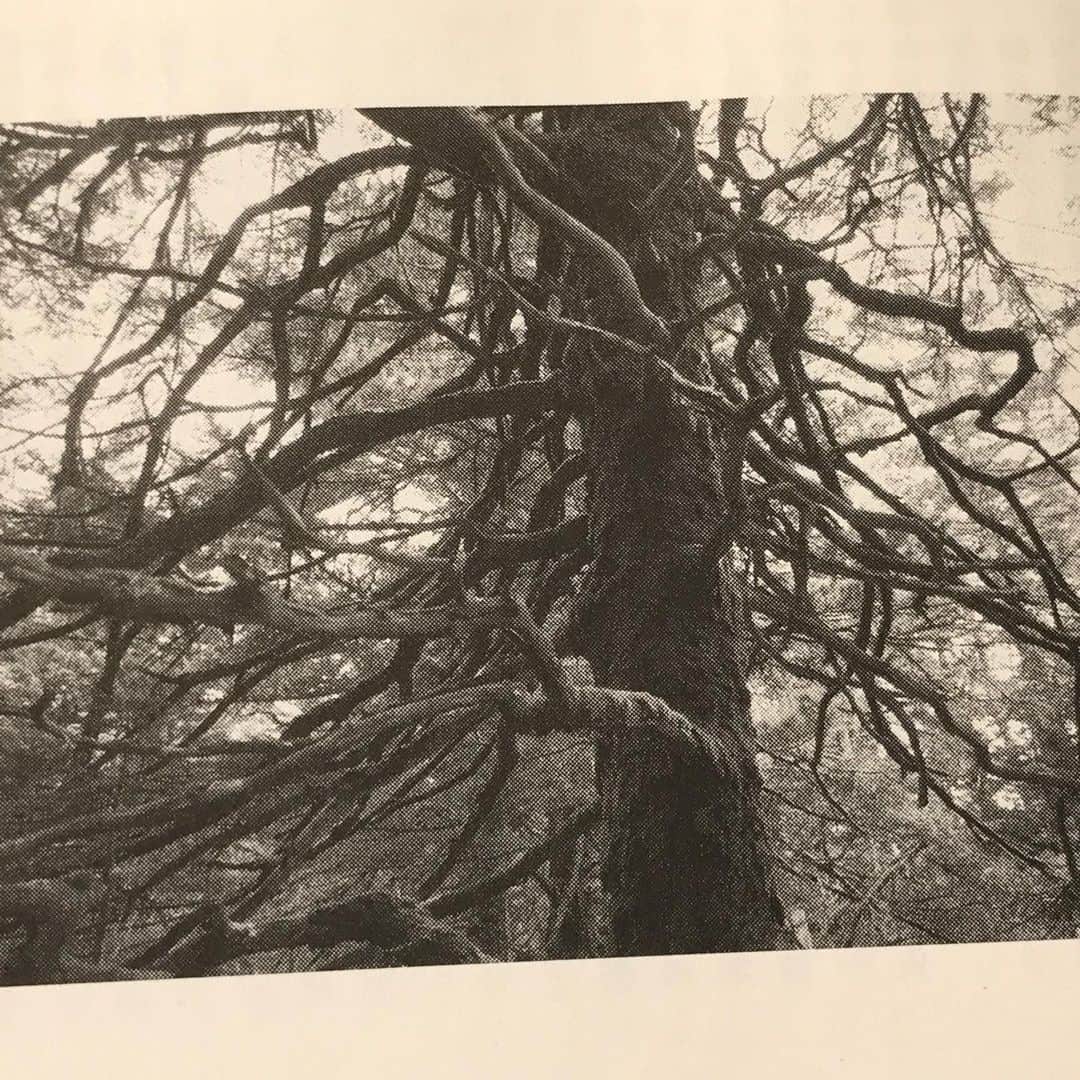 藤代冥砂さんのインスタグラム写真 - (藤代冥砂Instagram)「文芸誌「新潮」で半年に一度写真を載せていただいてる。3回目は、八ヶ岳の森がテーマ。好きなものを素直に撮れた気がする。  #新潮　#八ヶ岳」11月9日 17時24分 - meisafujishiro