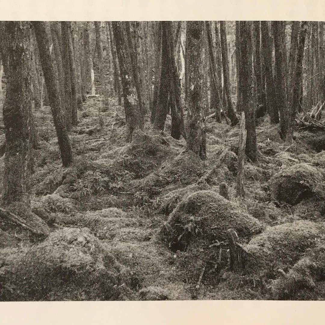 藤代冥砂さんのインスタグラム写真 - (藤代冥砂Instagram)「文芸誌「新潮」で半年に一度写真を載せていただいてる。3回目は、八ヶ岳の森がテーマ。好きなものを素直に撮れた気がする。  #新潮　#八ヶ岳」11月9日 17時24分 - meisafujishiro