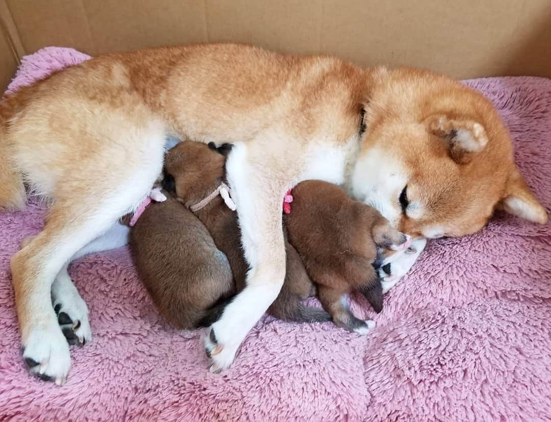 柴犬たま Shibainu Tamaのインスタグラム