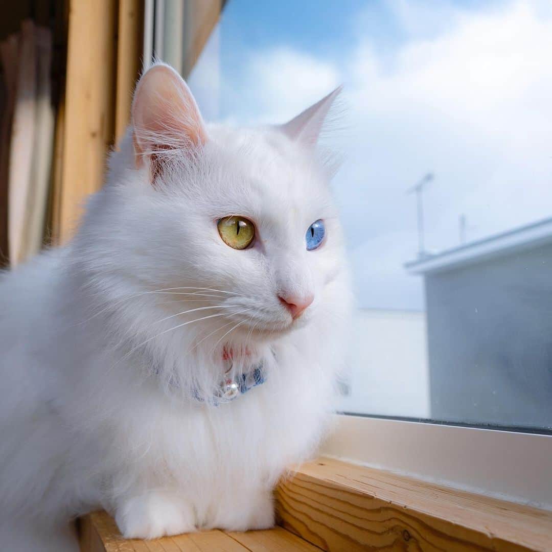 マアルのインスタグラム：「おもちさん #🐱 #北海道 #旭川市 #ペットホテル #オッドアイ」