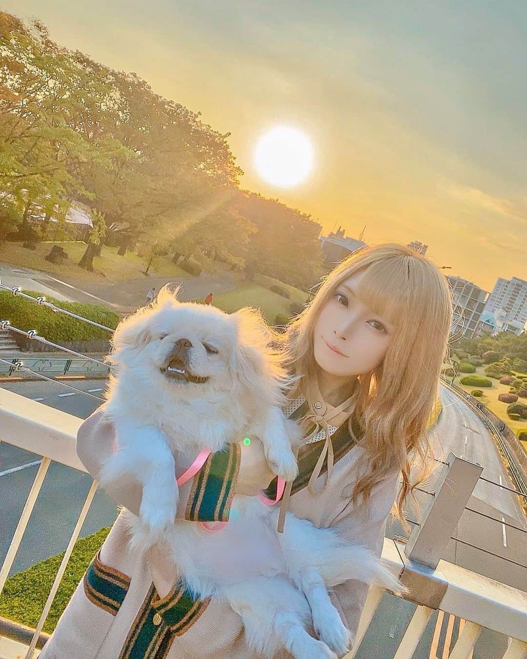 山吹りょうさんのインスタグラム写真 - (山吹りょうInstagram)「#ペキスタグラム #ペキスタ #ペキニーズ #Pekinese #ペキニーズ白 #ぺきにーず #dog #狗 #Pekingese #pekiniz #peki #pekinstagram #pekinise #ペキニーズ部 #仔犬 #鼻ぺちゃ #いぬすたぐらむ #ペキニーズ大好き #夕陽 #レディアゼル  #redyazel #巻き髪 #鼻ぺちゃ犬 #犬との暮らし」11月9日 18時03分 - ry01204