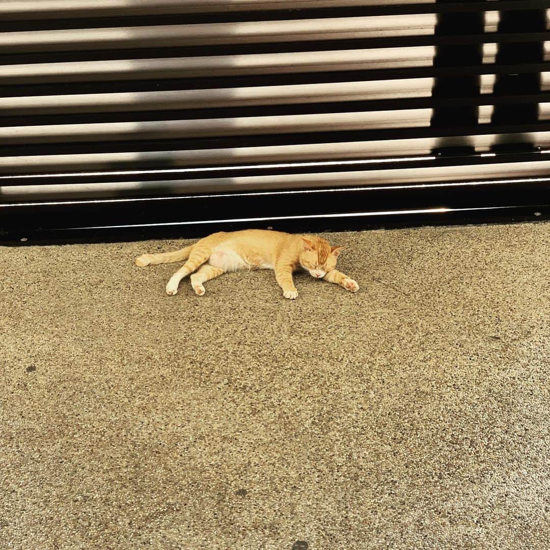 小谷実由さんのインスタグラム写真 - (小谷実由Instagram)「シンガポールもマラッカも猫いっぱい天国です🐈」11月9日 18時17分 - omiyuno