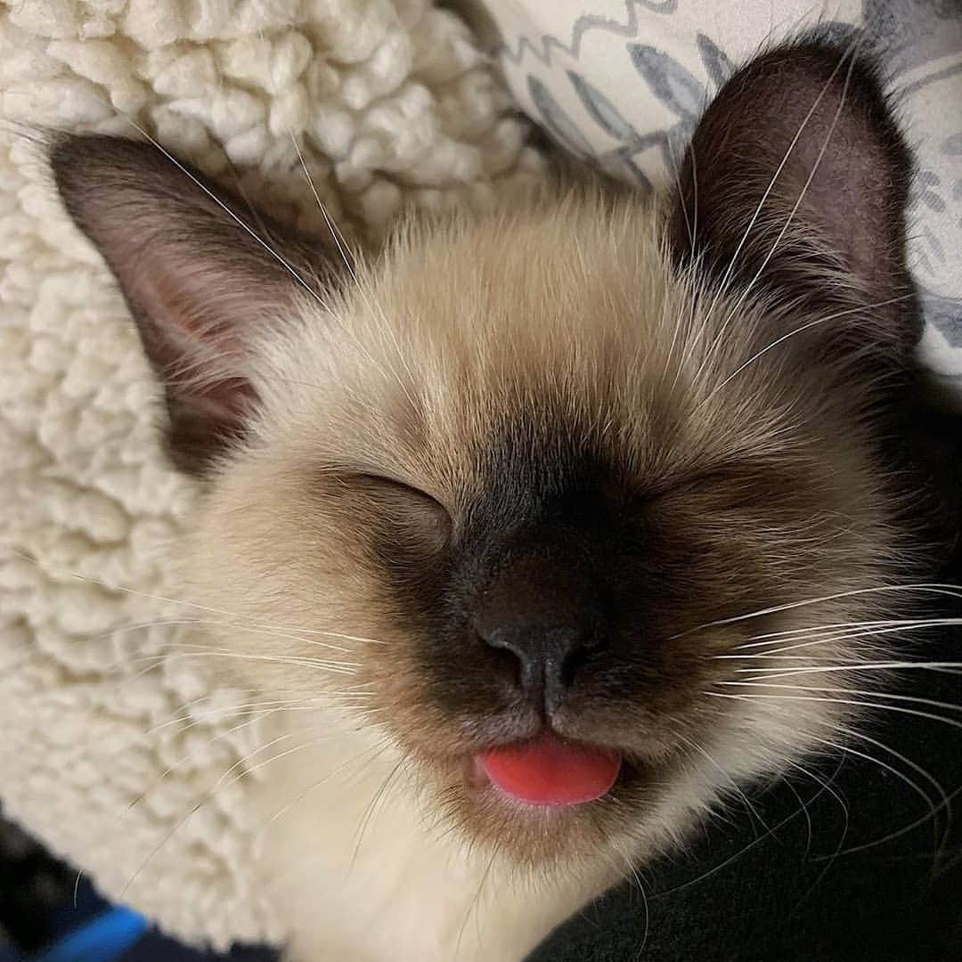 siamese_love_のインスタグラム：「from @king_jaspurr -  Stick your tongue out if u think I’m precious!! 👅 😝 -  #cat #cats #catsagram #catstagram #instagood #kitten #kitty #kittens #pet #pets #animal #animals #petstagram #petsagram #photooftheday #catsofinstagram #ilovemycat #nature #catoftheday #lovecats #furry #sleeping #lovekittens #adorable #catlover #love#eyes」