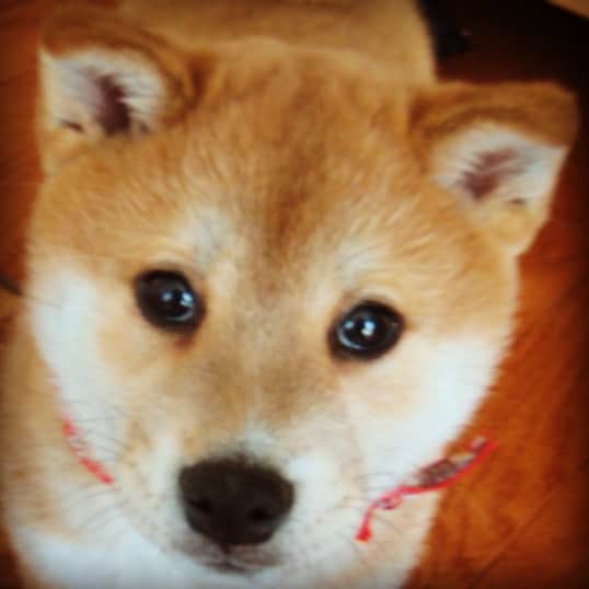 Hanamichi ＆ ℕㆁℜ〡ｋㆁ♡のインスタグラム：「ひさしぶりに ちびはなちゃん あげとこ☺️ ・ ・ #柴犬 #しばいぬ #子犬 #わんこ #dog #shiba #cute #adorable #pretty #kawaii #love #lovely #puppy #pet #family #ilovemydog #いぬら部 #犬バカ部 #shibastagram #puppylove」