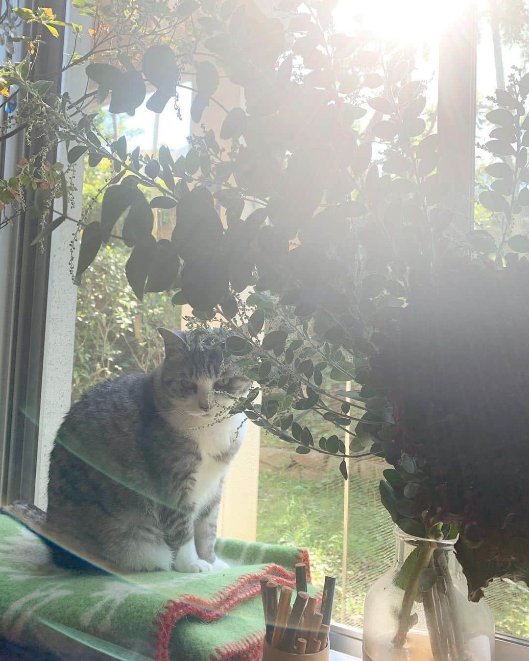 坂本美雨さんのインスタグラム写真 - (坂本美雨Instagram)「窓辺がわしゃわしゃ #cat #サバ美」11月9日 10時00分 - miu_sakamoto