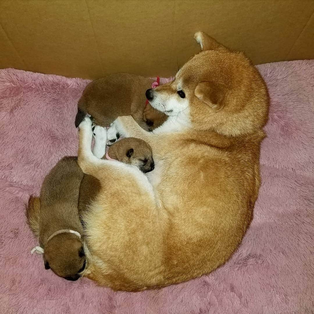 柴犬たま Shibainu Tamaのインスタグラム