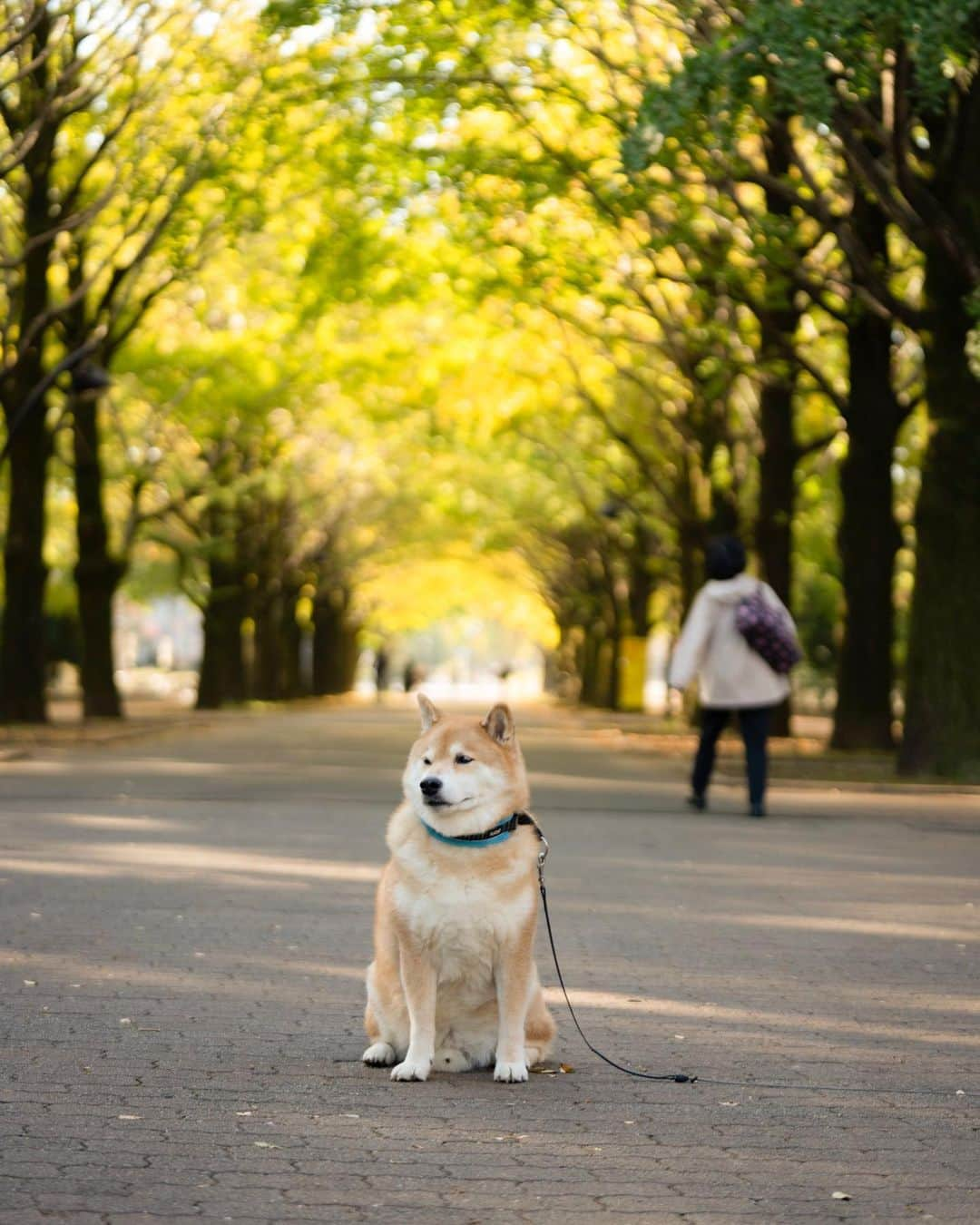 まる（まるたろう）さんのインスタグラム写真 - (まる（まるたろう）Instagram)「There is a cool crispness to the air. It feels like fall is here already. ✨🐶🍂✨すっかり秋っぽくなってきたね。 #お散歩に最適 #まるの毛皮もすっかり冬毛になったからね #衣替え完了」11月9日 10時06分 - marutaro