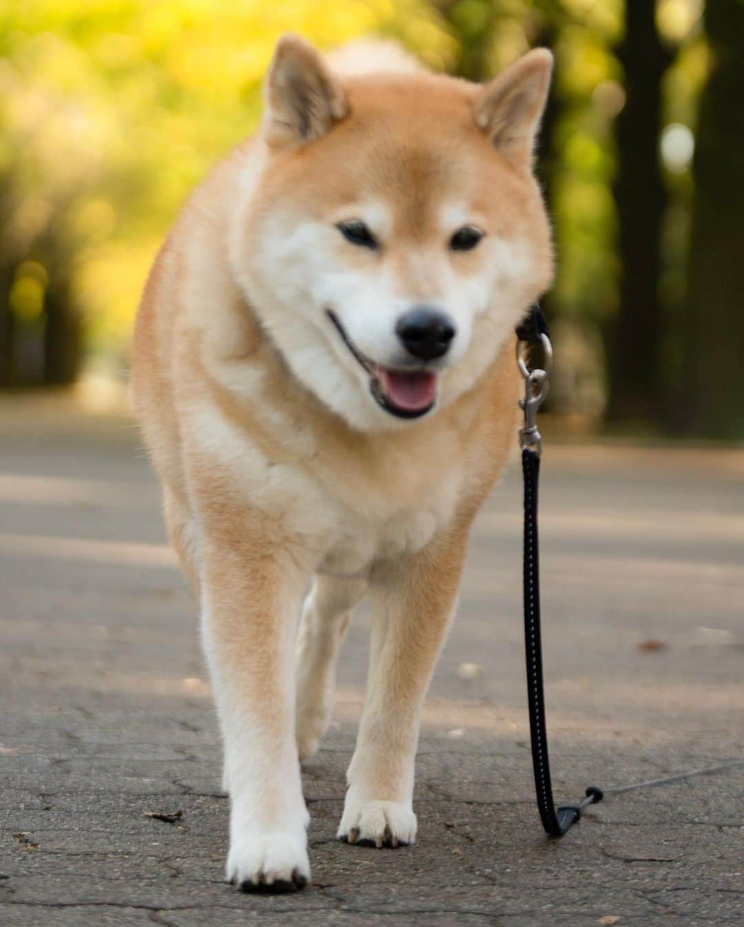 まる（まるたろう）さんのインスタグラム写真 - (まる（まるたろう）Instagram)「There is a cool crispness to the air. It feels like fall is here already. ✨🐶🍂✨すっかり秋っぽくなってきたね。 #お散歩に最適 #まるの毛皮もすっかり冬毛になったからね #衣替え完了」11月9日 10時06分 - marutaro