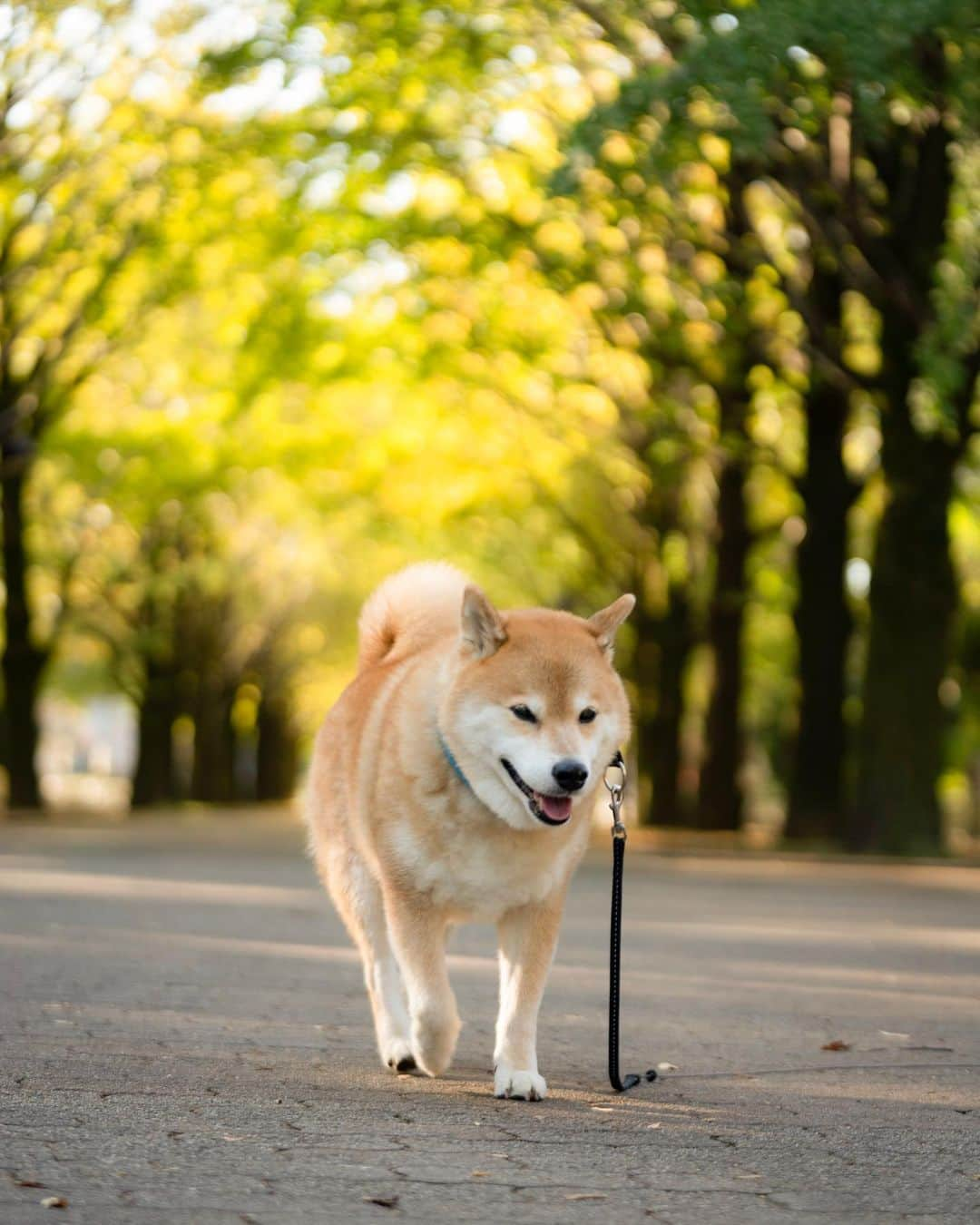 まる（まるたろう）さんのインスタグラム写真 - (まる（まるたろう）Instagram)「There is a cool crispness to the air. It feels like fall is here already. ✨🐶🍂✨すっかり秋っぽくなってきたね。 #お散歩に最適 #まるの毛皮もすっかり冬毛になったからね #衣替え完了」11月9日 10時06分 - marutaro