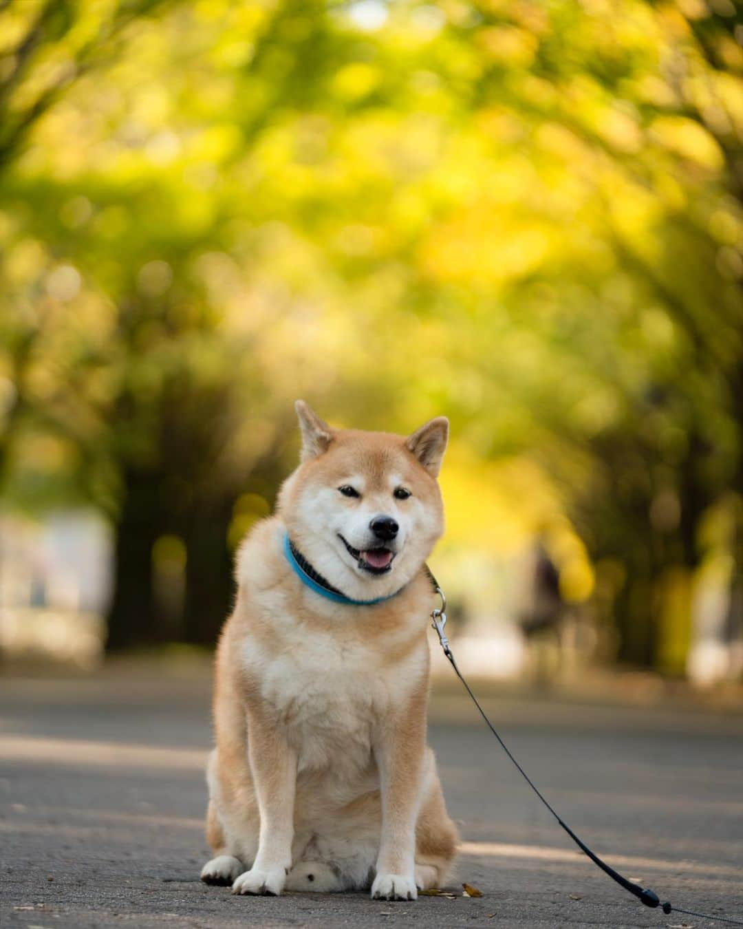 まる（まるたろう）さんのインスタグラム写真 - (まる（まるたろう）Instagram)「There is a cool crispness to the air. It feels like fall is here already. ✨🐶🍂✨すっかり秋っぽくなってきたね。 #お散歩に最適 #まるの毛皮もすっかり冬毛になったからね #衣替え完了」11月9日 10時06分 - marutaro