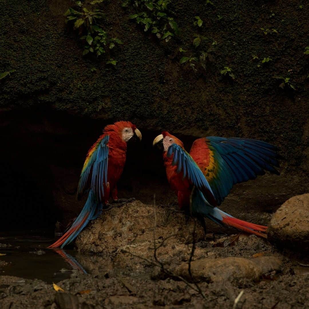 のインスタグラム：「Photo by Trevor Frost @tbfrost | Two male scarlet macaws skirmish over access to a clay lick in Yasuni National Park, Ecuador. Recent research suggests macaws visit these clay licks for the sodium deposited in the clay. Follow @tbfrost for more photos of wildlife from the Amazon.」