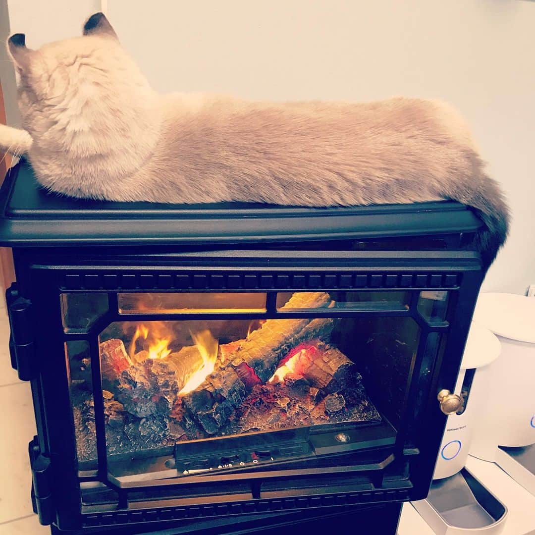 辻本祐樹さんのインスタグラム写真 - (辻本祐樹Instagram)「‪久しぶりに猫ちゃんとベタベタしまくったー♪‬ ‪けどこの季節、暖かい所でジッとするタイガーとナイトでした。‬ ‪#猫　#cat  #暖房 #衣替え大変 ‬ ‪#辻本祐樹 ‬」11月9日 10時43分 - tsujimotoyuuki