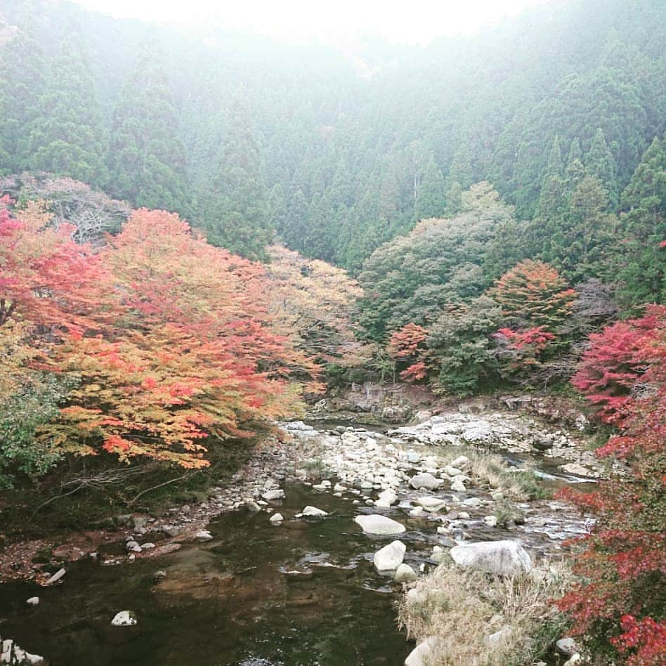 石原祐美子さんのインスタグラム写真 - (石原祐美子Instagram)「名勝 #奥津渓 の紅葉やばーーーーっっ！！！！！ ・ デジカメ持ってきたらよかったーと悔やまれるほど綺麗😱💦 ・ ・ 花崗岩の侵食でできる甌穴群も、これまたとても神秘的な光景(*ﾟωﾟ*) ・ ・ 水の流れも美しいここ奥津渓が、桃太郎の故郷だと言われています🍑✨ ・ たしかにこんだけ綺麗な川なら、よゆーで洗濯もできるし、桃が流れてきたら拾って持って帰るわな😳 ・ ・ 関西からも日帰りできるのでぜひ🚙💭 紅葉まつり期間中は、夜ライトアップもされてるそうですよ😍💡🍂🍁✨ ・ ・ #奥津渓 #甌穴 #日本の名勝 #名勝 #紅葉 #紅葉スポット #秋の絶景 #岡山県 #岡山県北 #桃太郎伝説 #桃太郎の故郷 #桃太郎 #美作国 #okayama  #鏡野町 #岡山観光 #バスツアー #日帰り旅行 ・ ・ #岡山ハッスル #羽川英樹ハッスル #ラジオ関西 #ラジ関 #みまさか魅力発信バスツアー」11月9日 11時00分 - chiki2johnny14