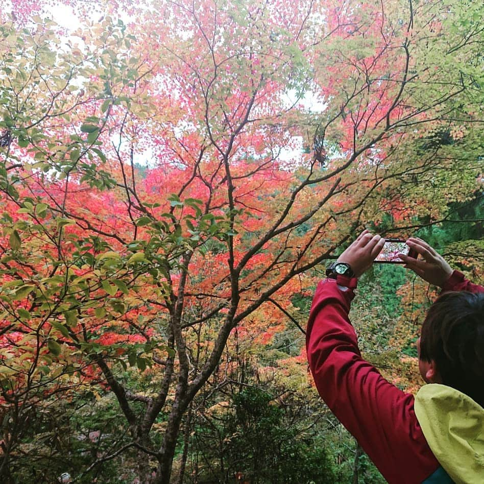 石原祐美子さんのインスタグラム写真 - (石原祐美子Instagram)「名勝 #奥津渓 の紅葉やばーーーーっっ！！！！！ ・ デジカメ持ってきたらよかったーと悔やまれるほど綺麗😱💦 ・ ・ 花崗岩の侵食でできる甌穴群も、これまたとても神秘的な光景(*ﾟωﾟ*) ・ ・ 水の流れも美しいここ奥津渓が、桃太郎の故郷だと言われています🍑✨ ・ たしかにこんだけ綺麗な川なら、よゆーで洗濯もできるし、桃が流れてきたら拾って持って帰るわな😳 ・ ・ 関西からも日帰りできるのでぜひ🚙💭 紅葉まつり期間中は、夜ライトアップもされてるそうですよ😍💡🍂🍁✨ ・ ・ #奥津渓 #甌穴 #日本の名勝 #名勝 #紅葉 #紅葉スポット #秋の絶景 #岡山県 #岡山県北 #桃太郎伝説 #桃太郎の故郷 #桃太郎 #美作国 #okayama  #鏡野町 #岡山観光 #バスツアー #日帰り旅行 ・ ・ #岡山ハッスル #羽川英樹ハッスル #ラジオ関西 #ラジ関 #みまさか魅力発信バスツアー」11月9日 11時00分 - chiki2johnny14