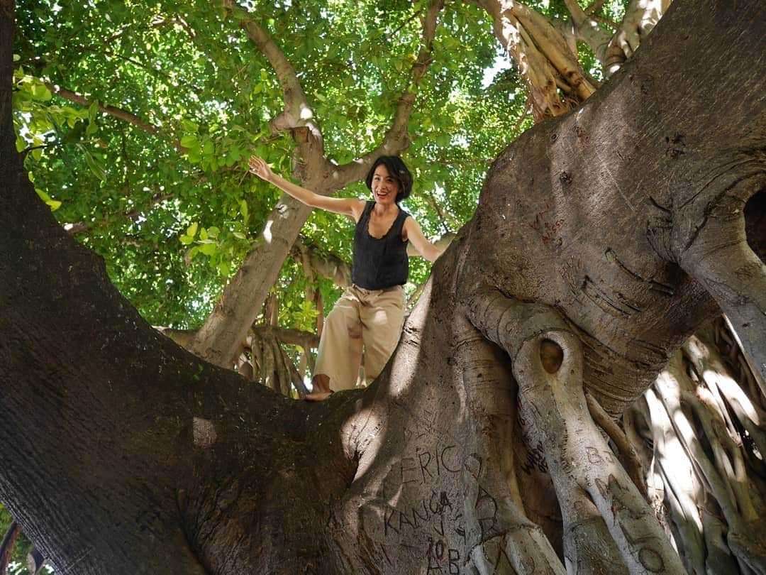 本仮屋リイナさんのインスタグラム写真 - (本仮屋リイナInstagram)「リイナ、野生に帰る🐒ウキー #木登リイナ🌲🌲🌲 #hawaii」11月9日 11時59分 - riina_motokariya