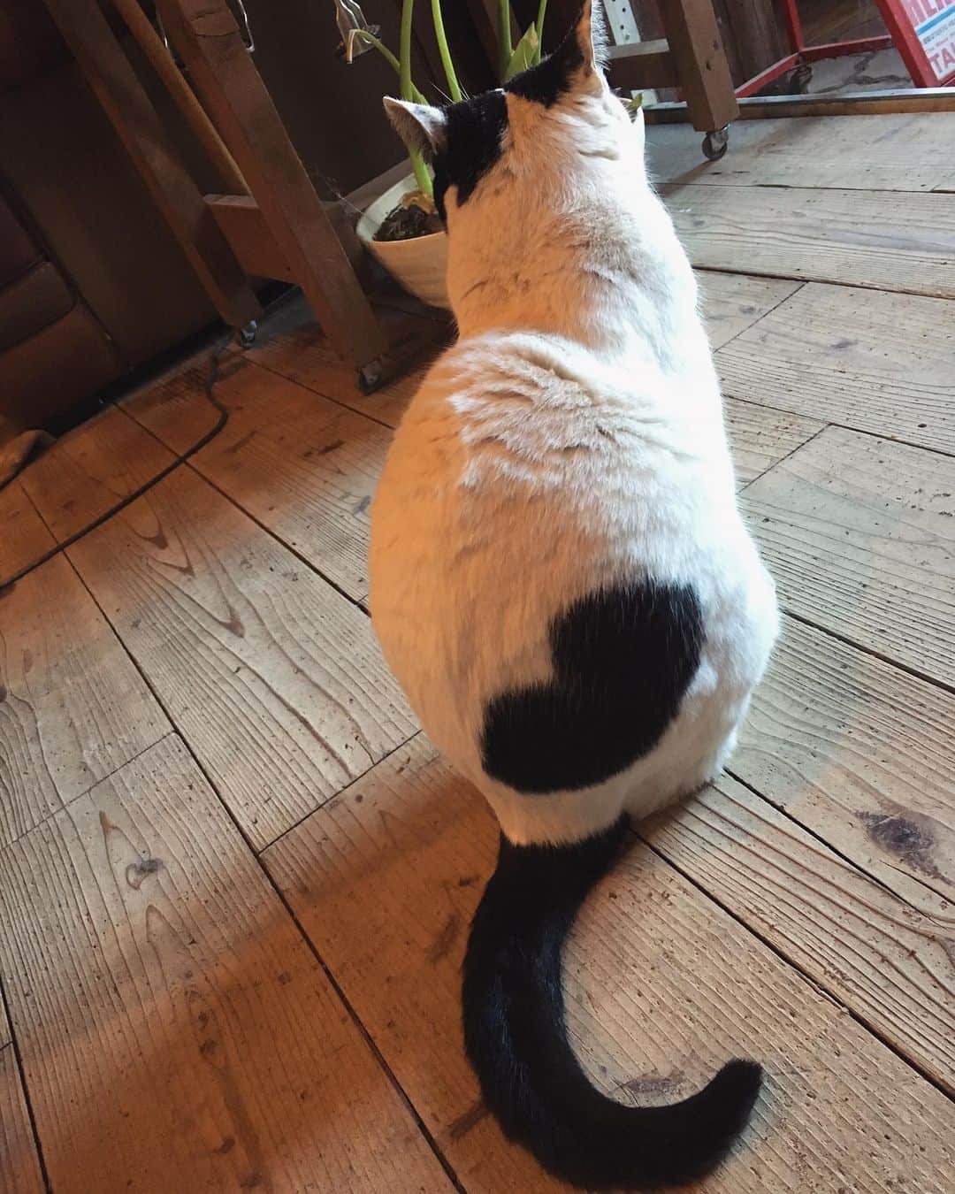 のインスタグラム：「Hello kitty🖤 久しぶりに会ったらハートが伸びてた 乗馬クラブの看板娘🐈🐽」