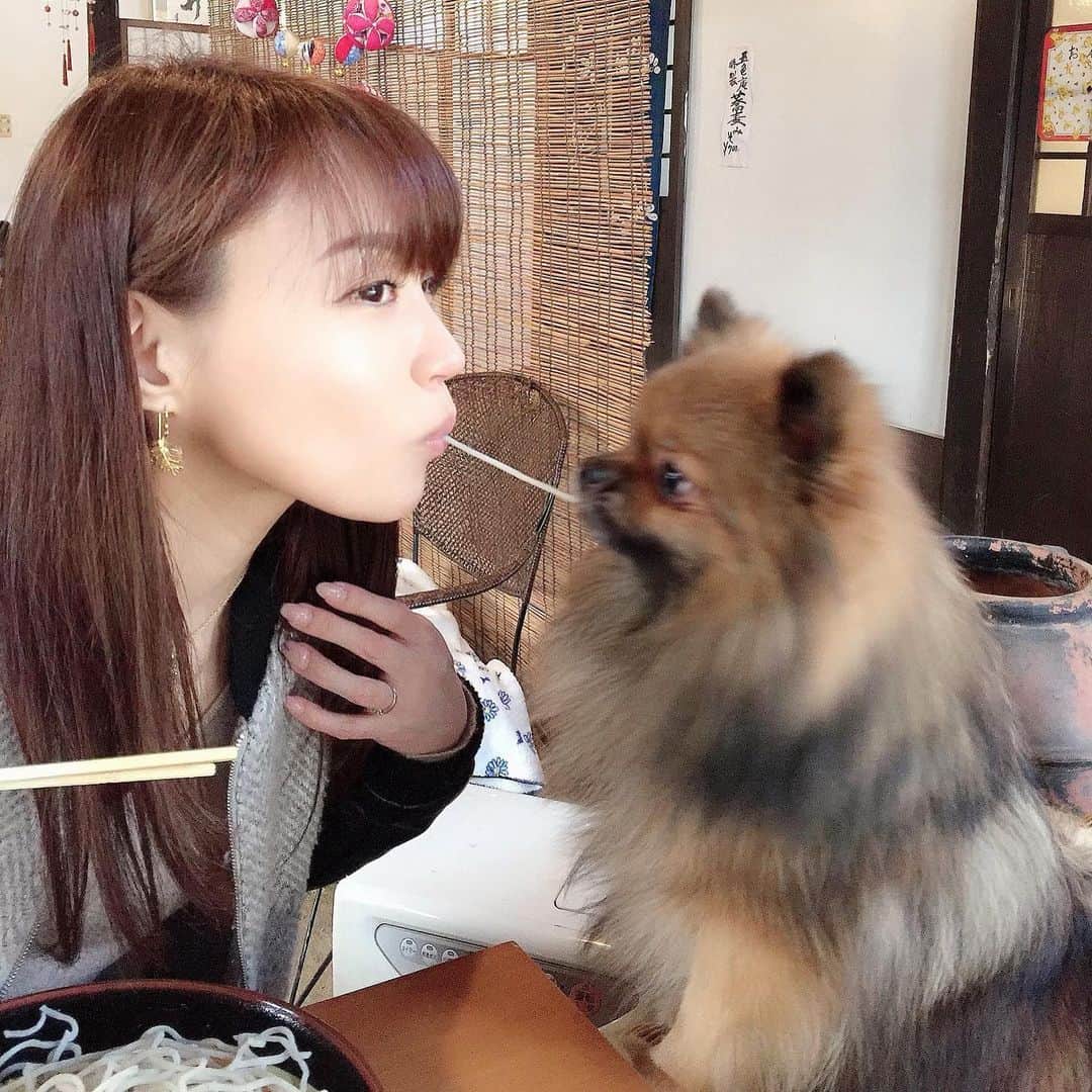 のインスタグラム：「愛犬と旅行中♪お蕎麦でチュ💋 ウルは蕎麦が大好物なんです(笑) 犬と一緒に入れるお蕎麦屋さんは最高❤️ #蕎麦大好き犬 #犬と入れる蕎麦屋 #愛犬と旅行 #那須高原 #ポメラニアン #doggy #pomeranian #sobalover #noodlekiss」