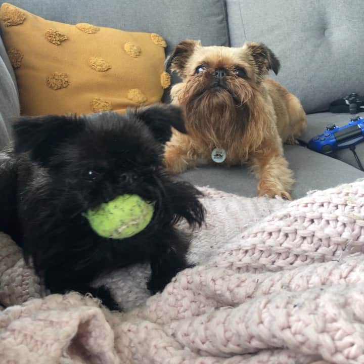 のインスタグラム：「When your brother won’t share his ball 🤬 (sound on!)」
