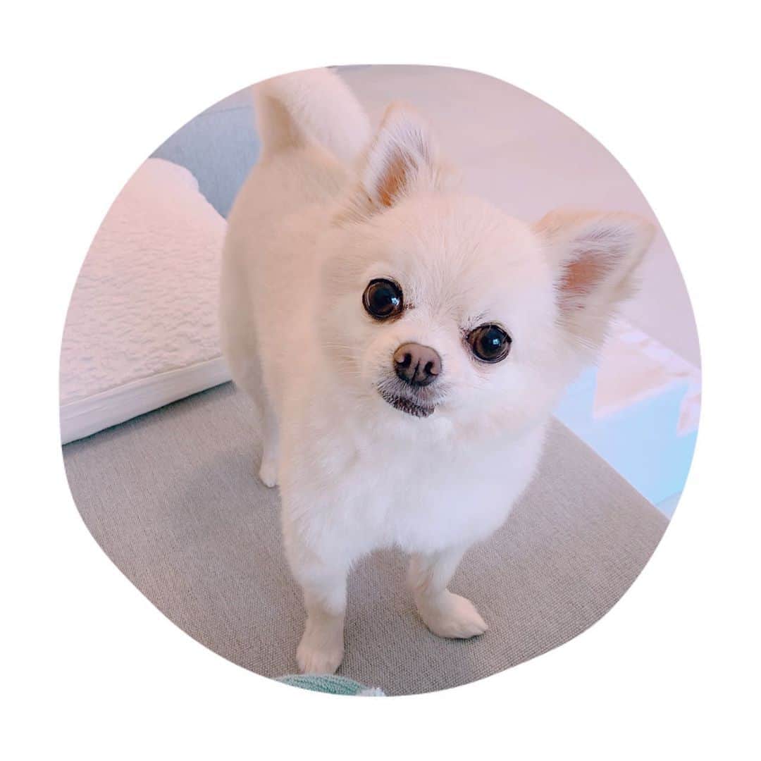 井口裕香さんのインスタグラム写真 - (井口裕香Instagram)「🐕 毎日「世界一かわいい犬」記録更新中❣️（親バカ） #うちのいぬサスケ #世界一かわいい犬」11月9日 14時57分 - ooo31_iguchiyuka_31ooo