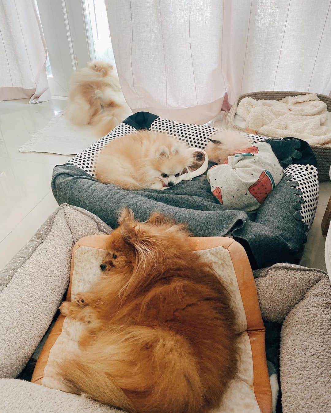 r_oseのインスタグラム：「Peaceful day 🐰🐶🦁🐻〰️」