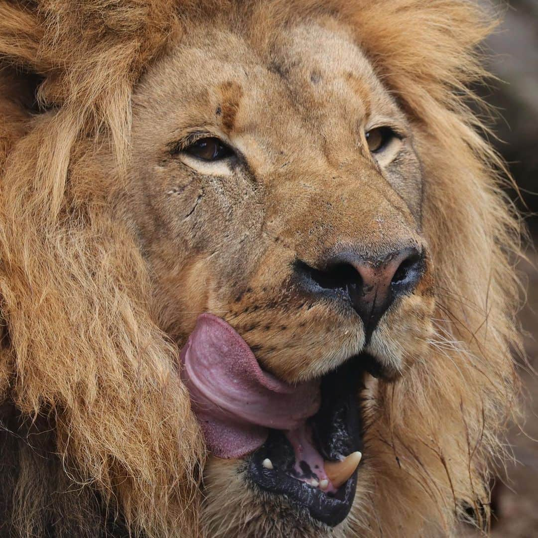 San Diego Zooさんのインスタグラム写真 - (San Diego ZooInstagram)「Lion around with our mane man, Ernest.  Lions differ from the other members of the large cat genus, 𝘗𝘢𝘯𝘵𝘩𝘦𝘳𝘢 —tigers, leopards, and jaguars. Adult male lions are considerably larger than females and usually have an impressive mane of hair around the neck. The color, size, and abundance of the mane all vary among individuals and with age. The mane’s function is to make the male look more impressive to females and more intimidating to rival males. The lion’s thick mane also protects his neck against raking claws during fights with other males over territory disputes or breeding rights. #caturday #lionaround #bigcatsofinstagram #sandiegozoo #roarsomecontent 📷: Mary-Ellen Jordan」11月10日 3時29分 - sandiegozoo