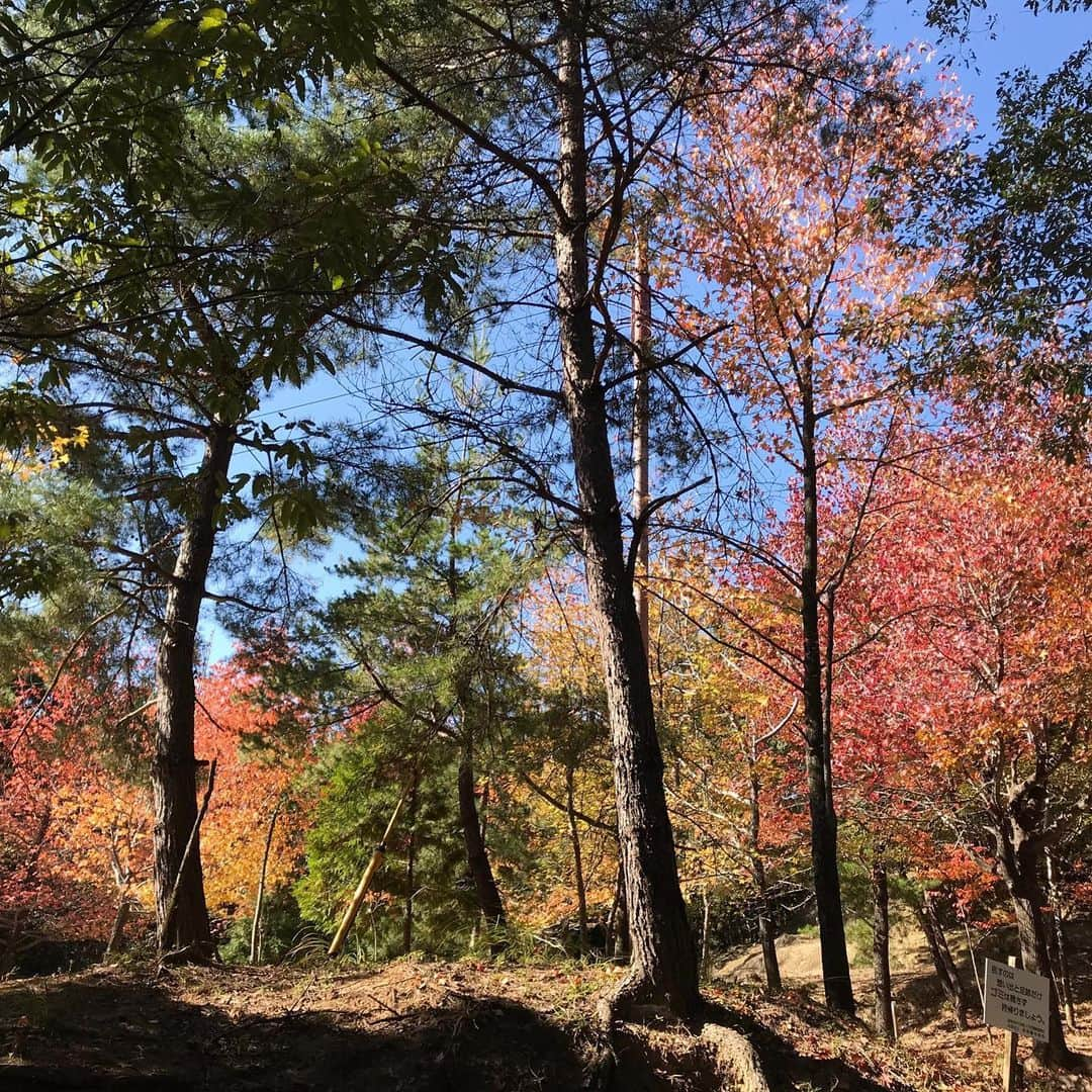 片瀬仁美さんのインスタグラム写真 - (片瀬仁美Instagram)「#山登り#ラストサムライ撮影寺#姫路#セクシー女優#片瀬仁美#カプセルエイジェンシー#紅葉間近」11月10日 3時55分 - hi10383bi