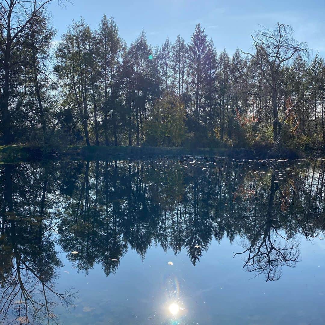 ザックポーゼンさんのインスタグラム写真 - (ザックポーゼンInstagram)「The sun is out today — reflections on the pond..」11月10日 3時58分 - zacposen
