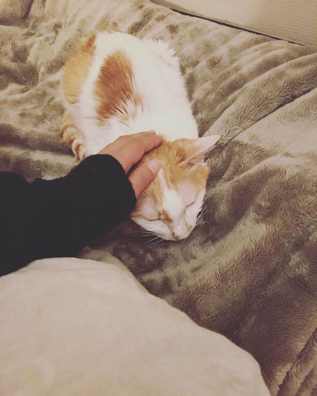 猫沢エミのインスタグラム