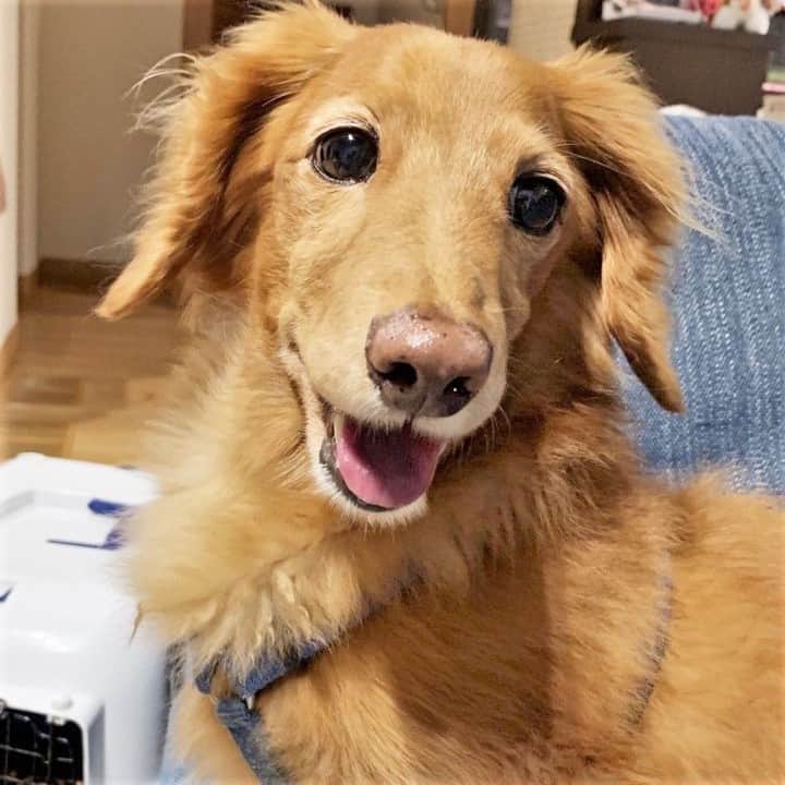 のインスタグラム：「水曜の豆知識クイズの正解は「チョコ」でした！🐶⠀ 正解率がとっても高かったですね✨⠀ ⠀ ⠀ わんちゃんが食べられないもののなかでも「チョコ」は有名ですよね。⠀ ⠀ このように人間と一緒に食べられるものもありますが、食べられないものもあります💡⠀ 不安な場合は掛かりつけの獣医さん🏥に相談してみてくださいね(^^)⠀ ⠀ ⠀ 知ってたよ！という方も、はじめて知ったという方もいいねをお願いします♪⠀ ⠀ ⠀ #duchshund #duchshundlove #duchshundsofinstagram #duchshundlover #instadog #dog #dogstagram #doglover #pet #instapet #ダックスフンド #ダックスフント #犬 #いぬ #わんこ #犬のいる生活 #いぬすたぐらむ #犬バカ部 #いぬばか #いぬら部 #いぬ部 #いぬのいる生活 #胴長さん⠀⠀ #ドッグホスティング #ドッグホスト #doghuggy #ドッグハギー」